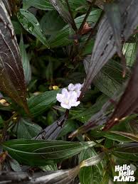 Image result for Strobilanthes anisophylla