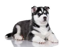 Best Quality Siberian Husky Puppies For Sale Singapore February 2022