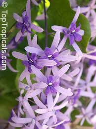 Check spelling or type a new query. Petrea Volubilis Queen S Wreath Toptropicals Com