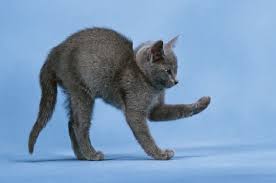 10 Comportements Du Chat Expliques Aux Humains Comportement Chat Astuces Pour Chat Chat