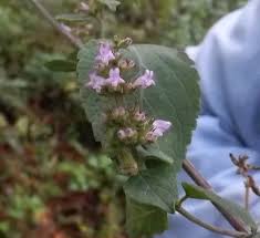 Image result for Cantinoa