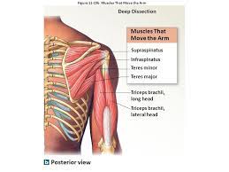 The thorax or chest is a part of the anatomy of humans, mammals, other tetrapod animals located between the neck and the abdomen. Table 11 7 Anterior Muscles Of The Neck Figure 11 9 Ppt Video Online Download