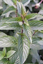 Pin Auf Geranium