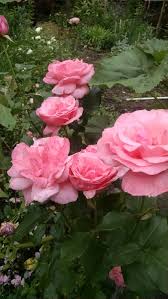 Queen Elizabeth Grandiflora Rose June 2 2016 Rose Flowers Plants