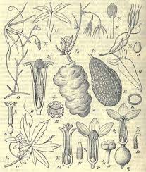 Image result for Trochomeria macrocarpa