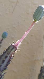 Image result for Kleinia schweinfurthii