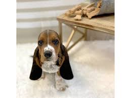 They were known as slow, short dogs with outstanding noses. Basset Hound Puppies Petland Gallipolis Oh