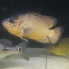 Ikan ini bernama latin astronotus ocellatus dan masih termasuk keluarga cichlid. Makanan Ikan Oscar Paris Jual Ikan Oscar Paris Tembaga 7cm Kab Karawang Hachiko88 Tokopedia Jevt Online