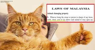 Animal welfare act 2015 (act 772). You Can T Fine A Cat Owner In Malaysia Asklegal My