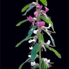 Image result for Anisotes formosissimus