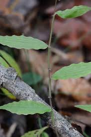 Image result for Oplismenus undulatifolius