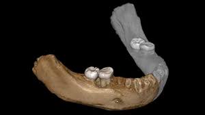 Check spelling or type a new query. Denisovans Primitive Humans Lived At High Altitudes Bbc News