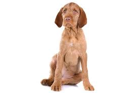 Please fill out this questionnaire to let us know what makes yours a fantastic home! Wirehaired Vizsla Puppies For Sale Akc Puppyfinder