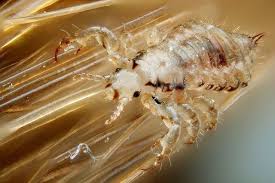 homeopathy for head lice natural oil