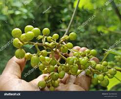 Image result for Ampelocissus africana