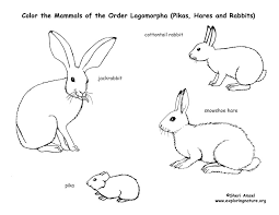 Snowshoe hare or rabbit coloring page from hares category. Rabbits Hares And Pikas Lagomorphs Coloring Page