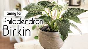It shows you when it's not happy, which makes it the perfect plant for beginners. Philodendron Birkin Care Tips Rare Plant Part 1 Clay Soil Youtube