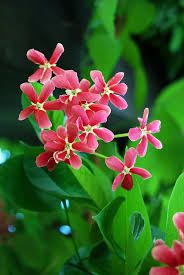 Chinese Honeysuckle Honeysuckle Flower Heirlooms Flowers Beautiful Flowers