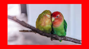 Sound Of Birds Chirping In The Morning Mp3 Free Download Relaxing Music For Birds 5 Hrs Calming Music For Budgies Parrots Parakeets Lovebirds Cockatiels Youtube