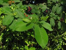 Image result for Rauvolfia vomitoria