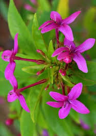 Image result for Eranthemum laxiflorum