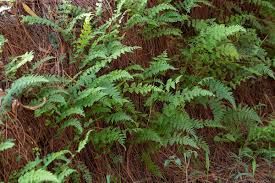 Image result for Athyrium schimperi