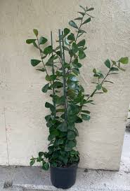 Image result for Ficus triangularis