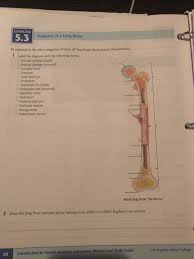 Metaphysis and epiphysis are further. Solved Exercise 5 3 Anatomy Of A Long Bone As Opposed To Chegg Com