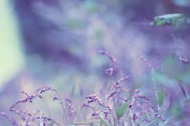 Get high quality free downloadable lavender wallpapers for your mobile device. Lavender Color Wallpapers Wallpaper Cave