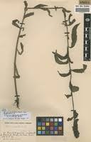 Image result for Striga macrantha