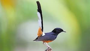 Gambar png gambar burung cendet pentet png. Memaksimalkan Suara Burung Murai Batu Dalam 2 Minggu