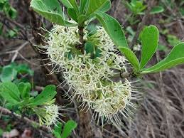 Image result for Pavetta uniflora