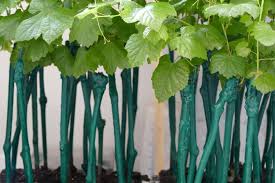 Image result for graft grape vines