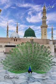 Masjid nabawi, adalah salah satu mesjid terpenting yang terdapat di kota madinah, arab saudi karena dibangun oleh nabi muhammad saw. Animated Gif Peacock Beautiful Medinah Masjid Nabawi Prophets Mosque Video Cute Wallpaper Backgrounds Islamic World Cute Wallpapers