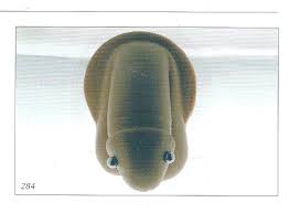 piercing ampallang www facebook com dragonhearttattoo www dragonheart tattoo it piercing slide slipper slippers