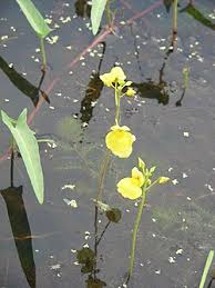 Image result for Utricularia baoulensis