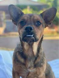 Do you have an adorable 3 220 605 просмотров • 13 июл. Dog For Adoption Potato A French Bulldog Cattle Dog Mix In Tucson Az Petfinder