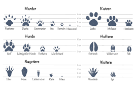 Tierspuren bekannter tiere im wald. Tierspuren Abbildungen Tierspuren Entdecken Und Einfach Mitnehmen Diy Natur Reges Leben Tierspuren Spuren Abdruck Schnee Sand Spur Winter Fussspuren Fussabdruck Tierspur Jennie Mullally