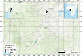 Image result for Vepris renieri