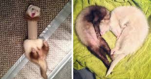 42 Funny Ferrets That Just Want To Play With You | Bored Panda