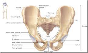 Throughout the spine, intervertebral discs made of. The Bones Of The Pelvis And Lower Back Anatomy Medicine Com