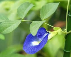 A Beautiful Medicinal Plant I Like The Name Of It Too Butterfly Pea Butterfly Pea Flower Indoor Flowering Plants