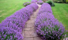 Lavandula (nama yang selalu digunakan lavender) adalah genus 39 spesis tumbuhan berbunga dalam keluarga pudina, lamiaceae.ia adalah asli kepada dunia lama dan ditemui dari cape verde dan kepulauan canary, eropah menyeberang ke utara dan timur afrika, mediterranean, barat daya asia ke tenggara india.banyak ahli genus ini diusahakan secara meluas di iklim sederhana sebagai tumbuhan hiasan untuk. 19 Jenis Tanaman Minimalis Rekomendasi Konsultan Taman