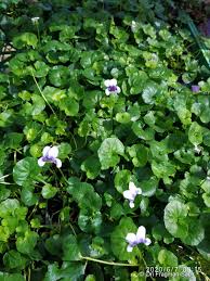 Image result for Viola hederacea