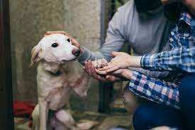 To get the latest on pet adoption and pet care, sign up to hear from us. How To Write Better Pet Adoption Ads