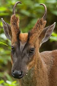 The Barking Deer Or Muntjac Walk The Wilderness Weird Animals Interesting Animals Unusual Animals