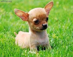 Filhote De Chihuahua Chihuahua Chihuahua Puppies Baby Dogs Cute Baby Animals