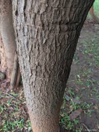 Image result for Ochna richardsiae