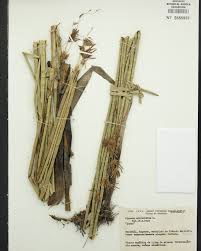 Image result for Kanahia laniflora