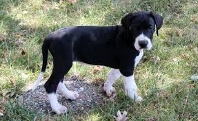 Here's a training bootcamp video you. Great Dane Puppies For Sale Shawnee Ok 215211
